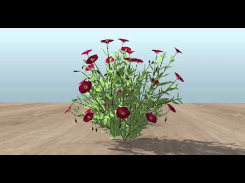 3D Vectorworks model of a Helianthemum "Hartswood Ruby"