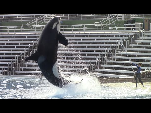 Corky's Kicker Training Session - SeaWorld San Diego - January 31, 2022