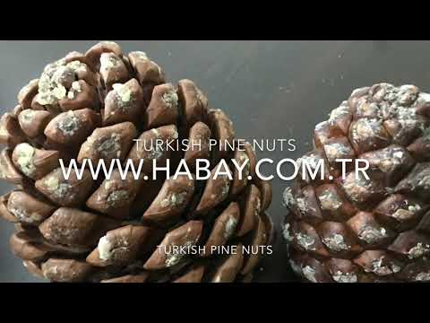 Turkish Pine Nuts