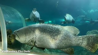 AMAZING HUGE FISH TANK IN VIETNAM