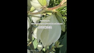 Galerie Fotoserie Yucca filamentosa, Palmlilie Hackenheim Rheinhessen