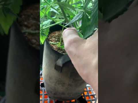 Lollipoping and defoliation of an Autoflower