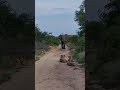 When Lions Meet An Elephant