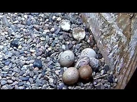 Wisconsin Kestrel | First egg hatched | May 21, 2022