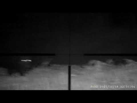 Vildsvinejagt Sverige