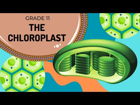 The CHLOROPLAST | Cell organelles made easy