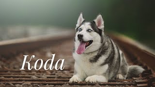 Download Lagu 5yo Husky (Koda) Best Dog Trainers in Florida Thumbnail