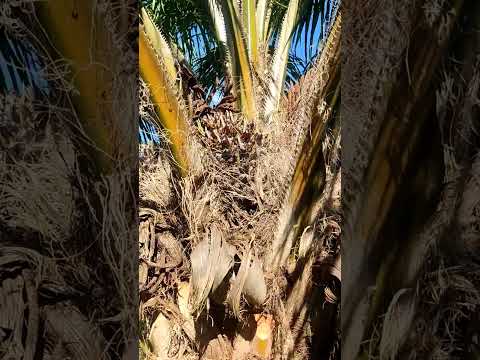 PLANTACIONES DE PALMA ACEITERA - TOCACHE SAN MARTIN 🌴🌴#travel #palmas #palmaaceitera #naturaleza