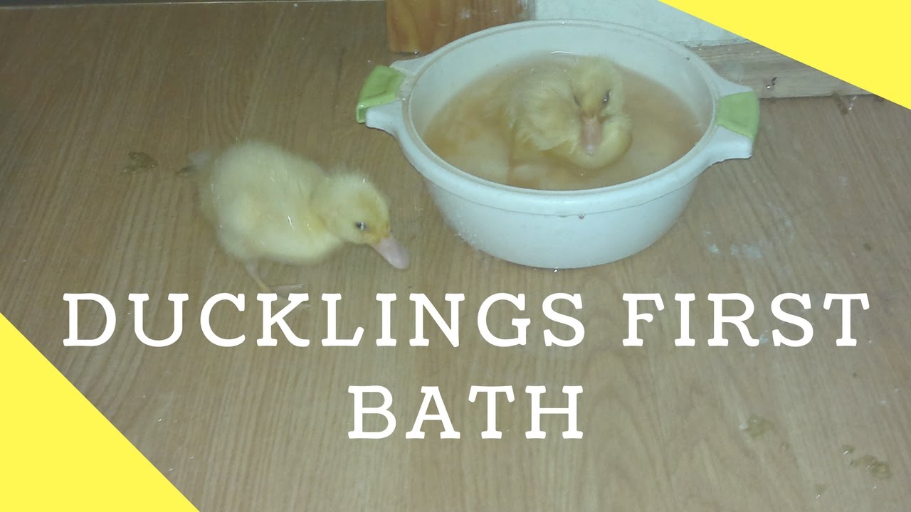 Our ducklings first bath