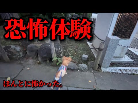 犬には霊が見えるのでしょうか?