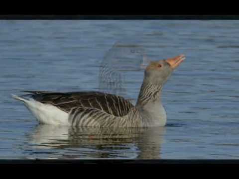 Anseriformes Cisnes Cormoranes Alcas