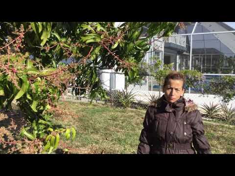 Mango tree care