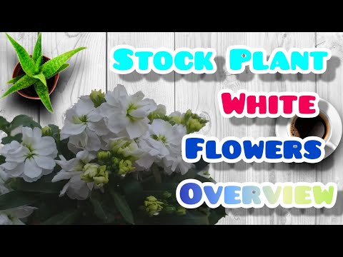 5 - Stock Plant White Flowers Overview || Gardening With Rahima