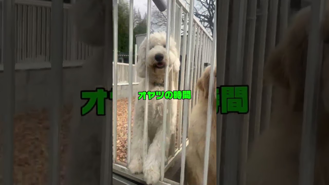 【ペット里親会通信】シェルター　わんわんパラダイス