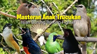 Download lagu Masteran Handal Untuk burung TRUCUKAN || Full Isian burung fighter || SUARA JERNIH gampang masuk mp3 Download lagu Masteran Handal Untuk burung TRUCUKAN || Full Isian burung fighter || SUARA JERNIH gampang masuk mp3