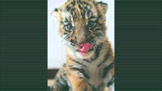 Smile - Teenage Fanclub & Jad Fair