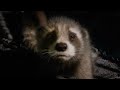 Guardians of the galaxy vol 3 “Creep” Opening scene