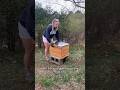 Setting up my beehive!! #bees #beekeeping #beginnerbeekeeper #shorts #gardening