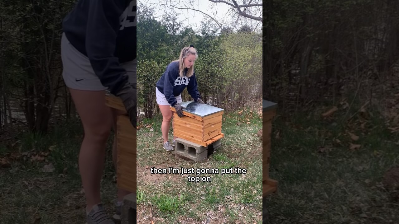 Setting up my beehive!! #bees #beekeeping #beginnerbeekeeper #shorts #gardening