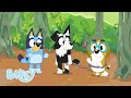 Creative Play With Bluey Bluey