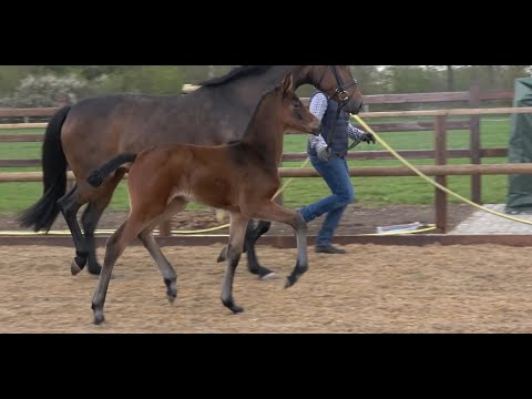 *2021 Stute von Revolution - Blue Hors Touch Me