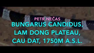 Bungarus candidus