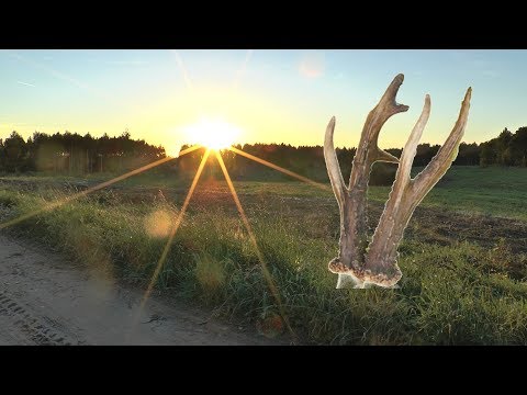 Herrlicher Pirschgang in Masuren / Ostpreußen!