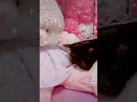 Anahí Corazón de Bonbon Victoria Michi parodia