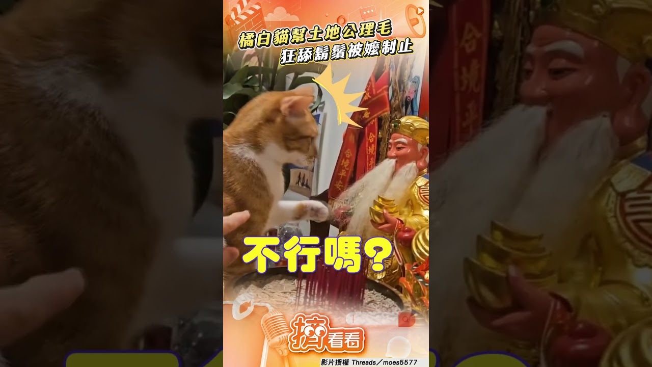 影音/橘白貓大膽跳神明桌上「幫理毛」 狂舔土地公鬍鬚被嬤制止:不行啦