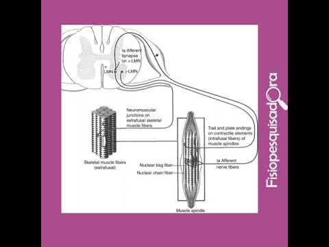 Neurofisiologia do tônus muscular e da espasticidade
