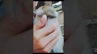 Download lagu Story WA 30 detik | Lah kok jadi monyet #Shorts. mp3