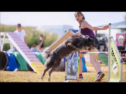 Spy A1 - Poznań Agility Open 2023