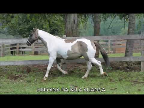 HEROINA DA BELA ALIANÇA