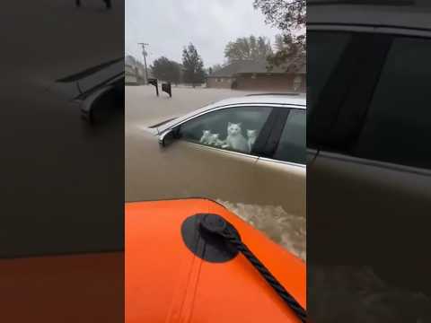 She Looked Straight Into My Eyes… Begging Me to Save Her Children 😢 #catrescue