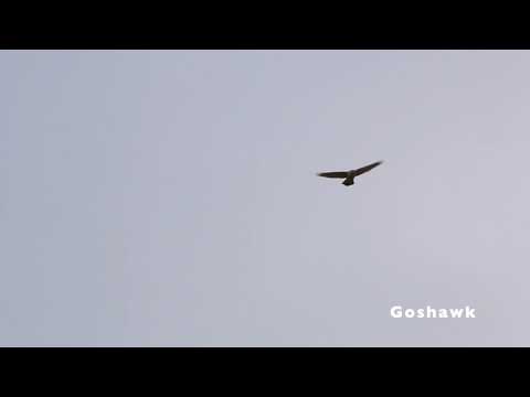 オオタカ vs. クーパーホーク