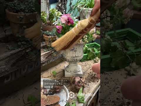 5月に菜園に何を蒔くか