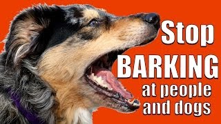How to TEACH ANY DOG NOT to BARK at Other DOGS and PEOPLE on a Walk