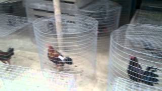 preview picture of video 'criadero de gallos mi estrellita manabi ecuador'