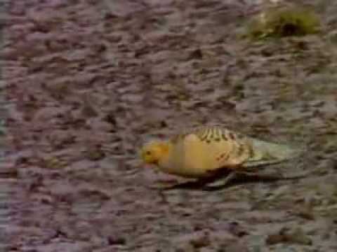 Pallas's Sandgrouse, Shetland, 1990