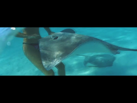 DJANS X YOUNG PALK FEAT. TEODORA - PIRANA (N3R4-REMIX)