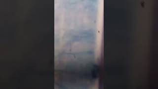 king crimson Three of a perfect pair