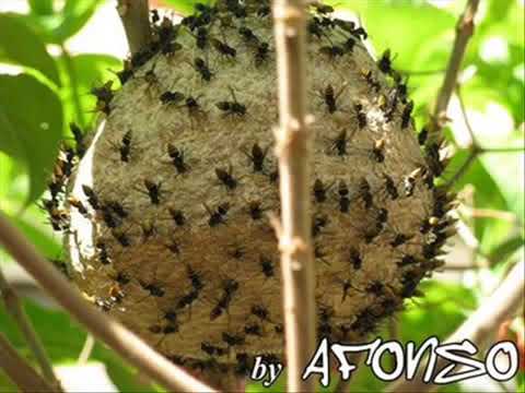 Piada do Geraldinho o marimbondo.MP4