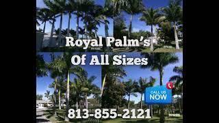 Royal Palm’s Of All Sizes - Sunscape Landscape Nursery, Inc.