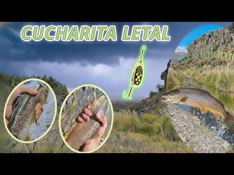pesca de truchas rio malargue    MALARGUE,MZA