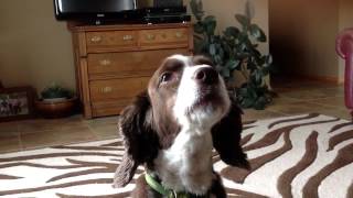 Springer Spaniel Howling