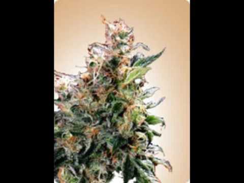 Moskri & Eufrat feat Vikler Rajski grad