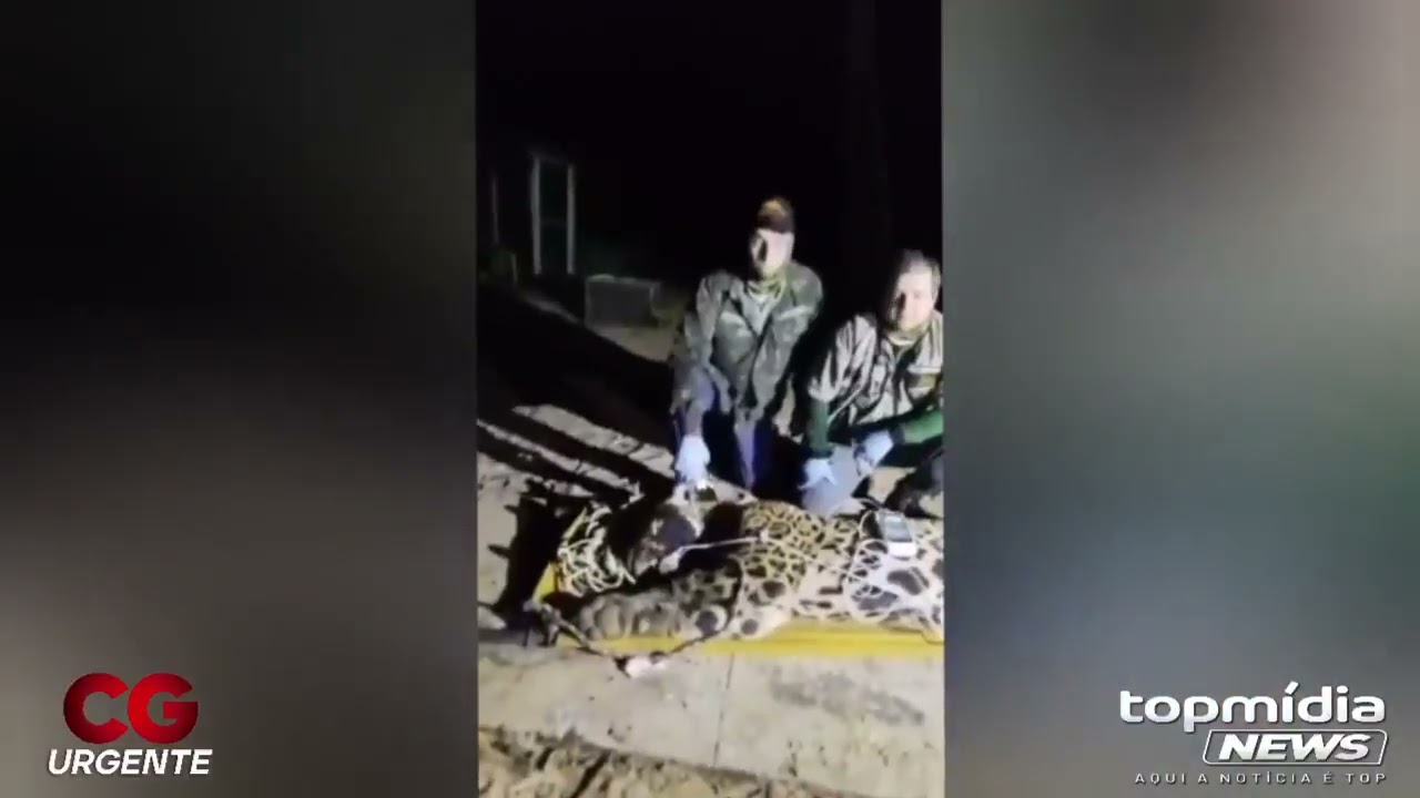 Onça que matou Jorginho é capturada e trazida a Campo Grande para exames