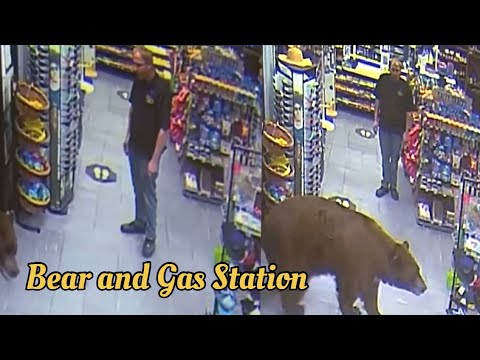 500-POUND Bear REPEATEDLY Steals Candy from Gas Station | Customer Wars…#129