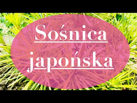 SOŚNICA JAPOŃSKA - żywa skamienielina z czasów dinozaurów