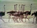 Sesame Street Ostriches 1972